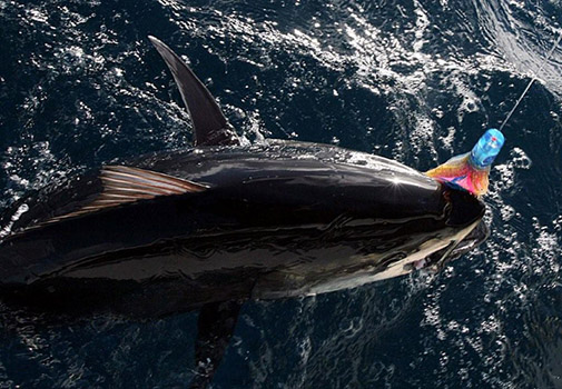 Brad J Daisy Chain Awesome on Tuna Rigged & ready to fish! Pakula Uzi 