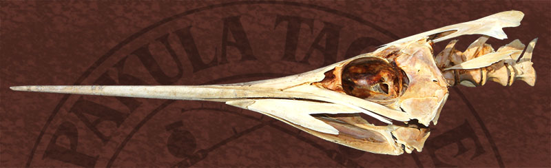 001 marlin skull