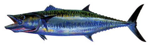 0104_Mackerel