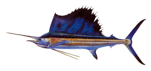 0104_Sailfish