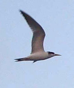 1101_07_Tern